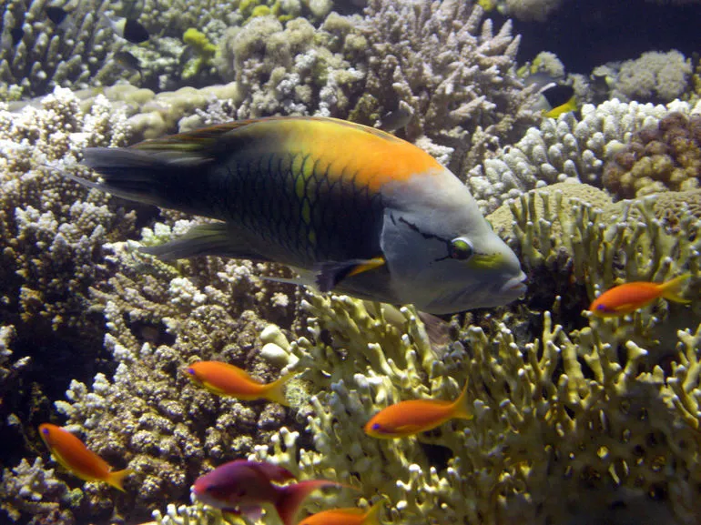  Full-Day : Hamata Islands Snorkeling from Marsa Alam