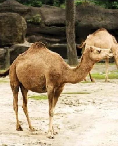 Arabian Camel Arabian Camel