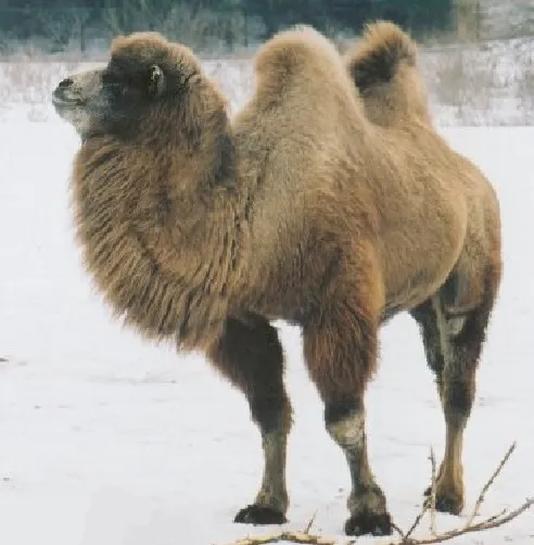 Bactrian camel Bactrian camel