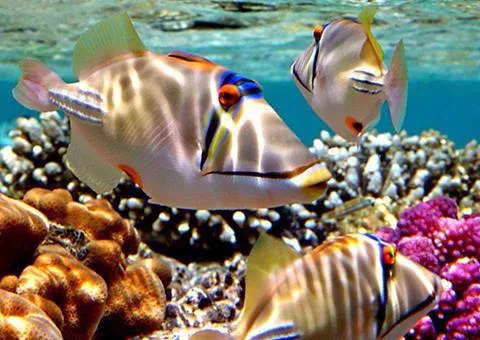 sharmelsheikhcoralreef.webp sharmelsheikhcoralreef.webp