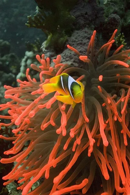 tiranislandmarinelife.webp